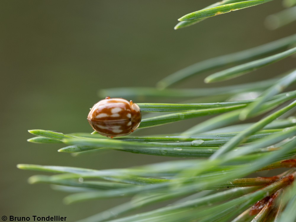 Coccinelle zébrée (Myzia oblongoguttata)