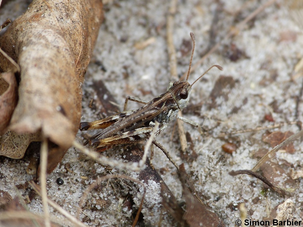 Gomphocère tacheté (Myrmeleotettix maculatus)