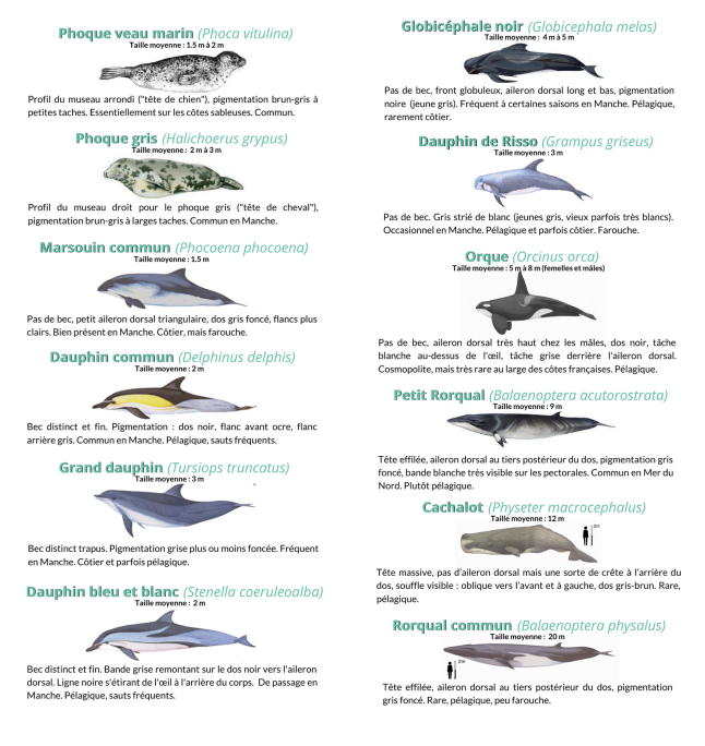 Fiche informative sur les animaux marins